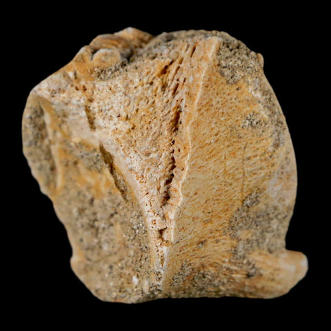 1.3" Mosasaur Fossil Vertebrae Bone Upper Cretaceous Dinosaur Era Morocco COA - Fossil Age Minerals