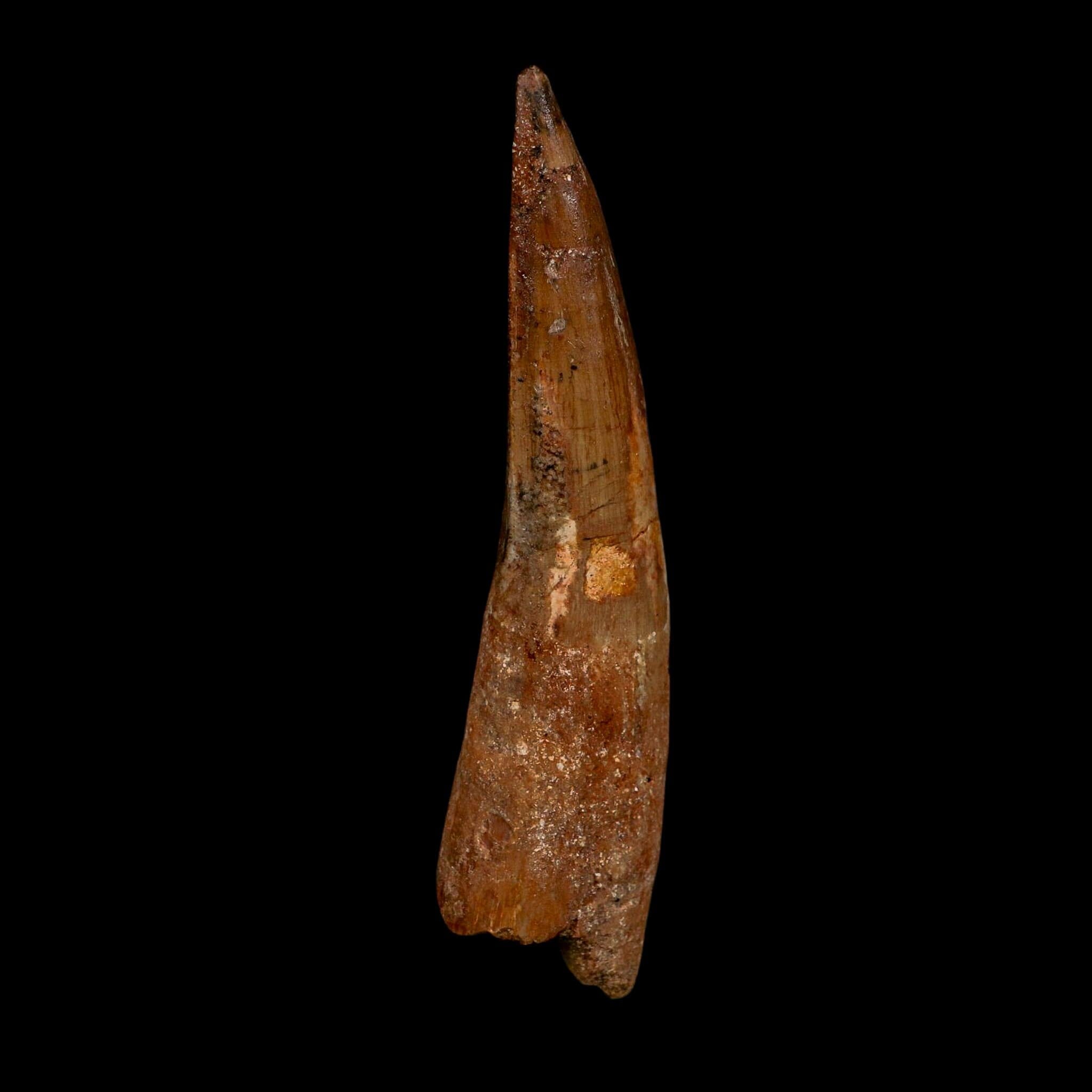 XL 4.2" Spinosaurus Fossil Tooth 100 Million Years Old Cretaceous Dinosaur COA
