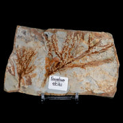5.3" Taxodium Olrikii  Fossil Plant Leaf Paleocene Age Fort Union FM Glendive MT