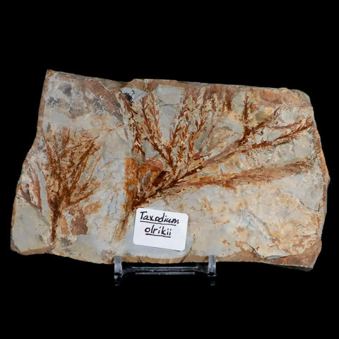 5.3" Taxodium Olrikii  Fossil Plant Leaf Paleocene Age Fort Union FM Glendive MT - Fossil Age Minerals