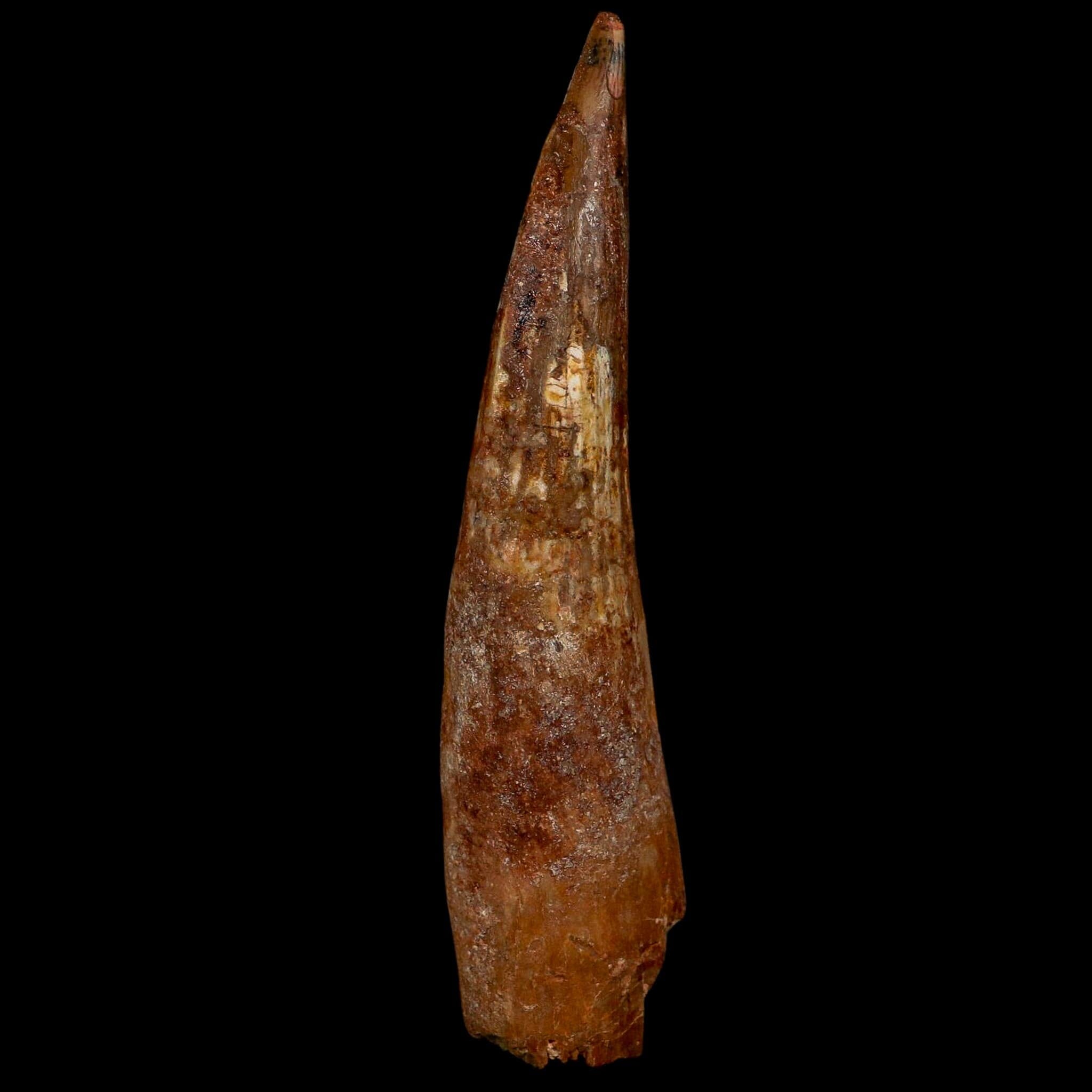 XL 4.2" Spinosaurus Fossil Tooth 100 Million Years Old Cretaceous Dinosaur COA