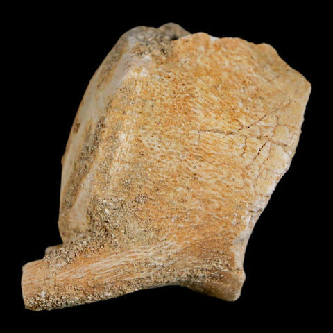 1.3" Mosasaur Fossil Vertebrae Bone Upper Cretaceous Dinosaur Era Morocco COA - Fossil Age Minerals