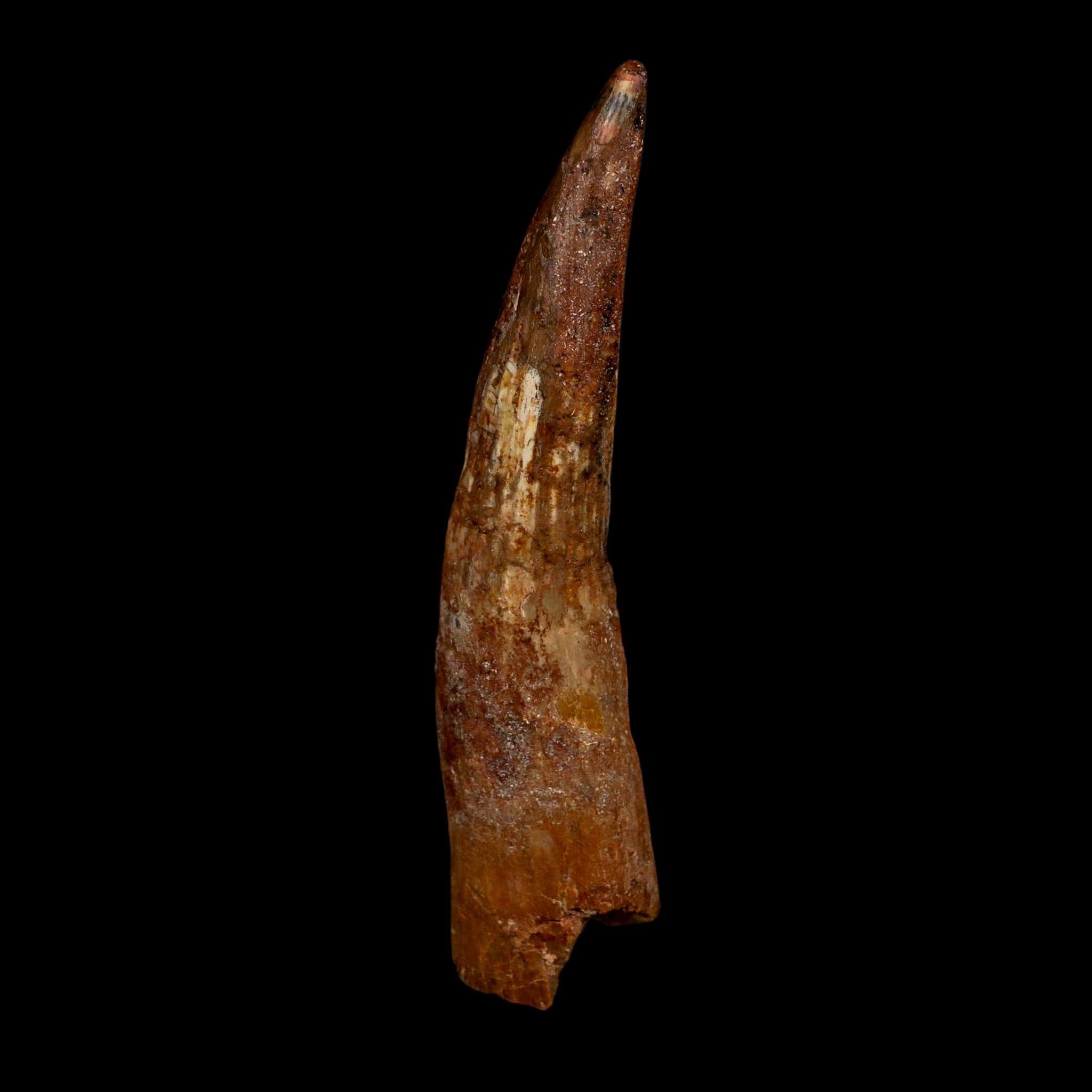 XL 4.2" Spinosaurus Fossil Tooth 100 Million Years Old Cretaceous Dinosaur COA