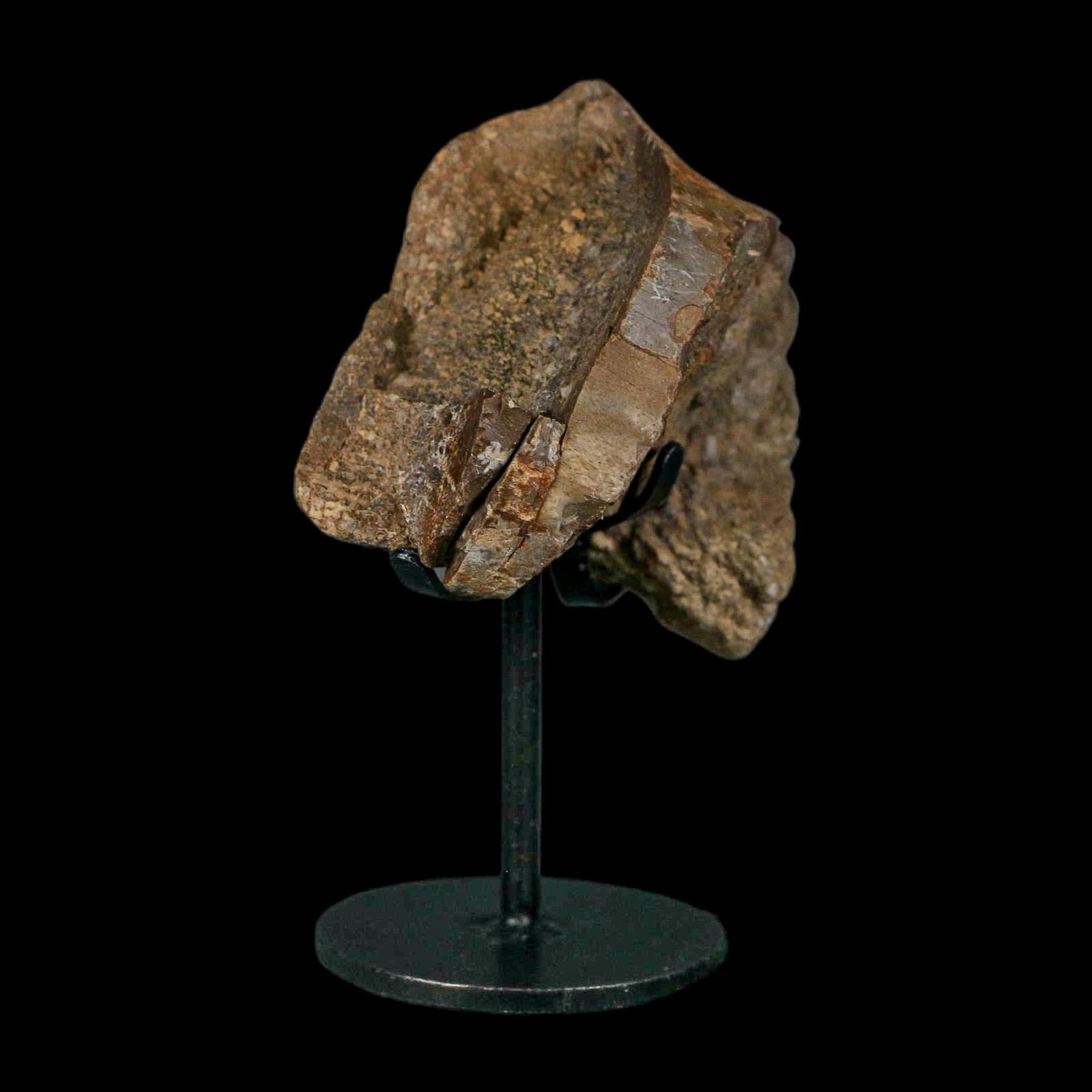 3.4" Allosaurus Fossil Vertebra Bone Morrison FM Colorado Jurassic Dinosaur COA Stand - Fossil Age Minerals