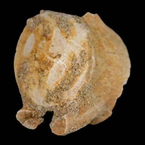 1.3" Mosasaur Fossil Vertebrae Bone Upper Cretaceous Dinosaur Era Morocco COA - Fossil Age Minerals