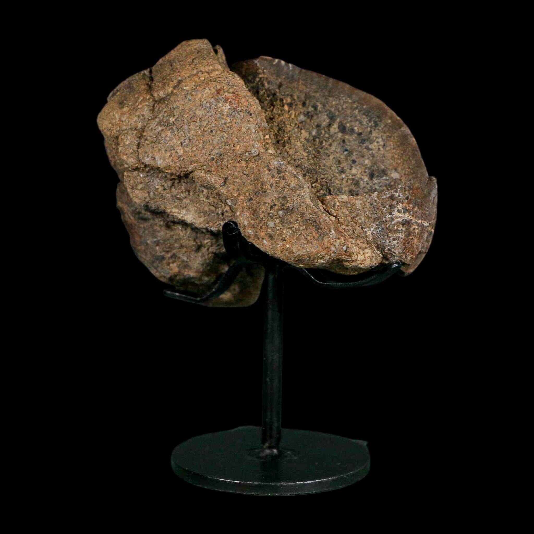 3.4" Allosaurus Fossil Vertebra Bone Morrison FM Colorado Jurassic Dinosaur COA Stand - Fossil Age Minerals