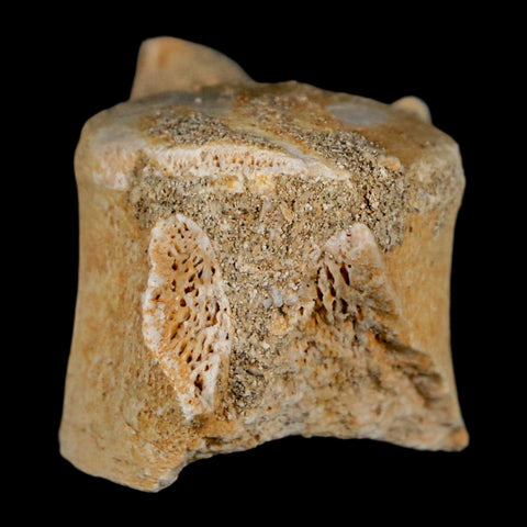 1.3" Mosasaur Fossil Vertebrae Bone Upper Cretaceous Dinosaur Era Morocco COA - Fossil Age Minerals