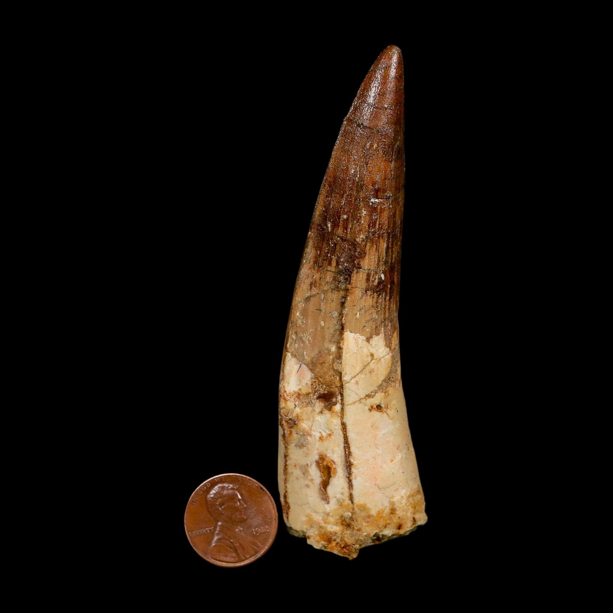 XL 4" Spinosaurus Fossil Tooth 100 Million Years Old Cretaceous Dinosaur COA