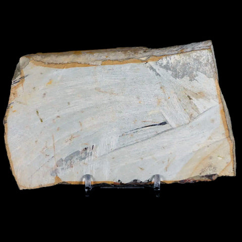 5.3" Taxodium Olrikii  Fossil Plant Leaf Paleocene Age Fort Union FM Glendive MT - Fossil Age Minerals