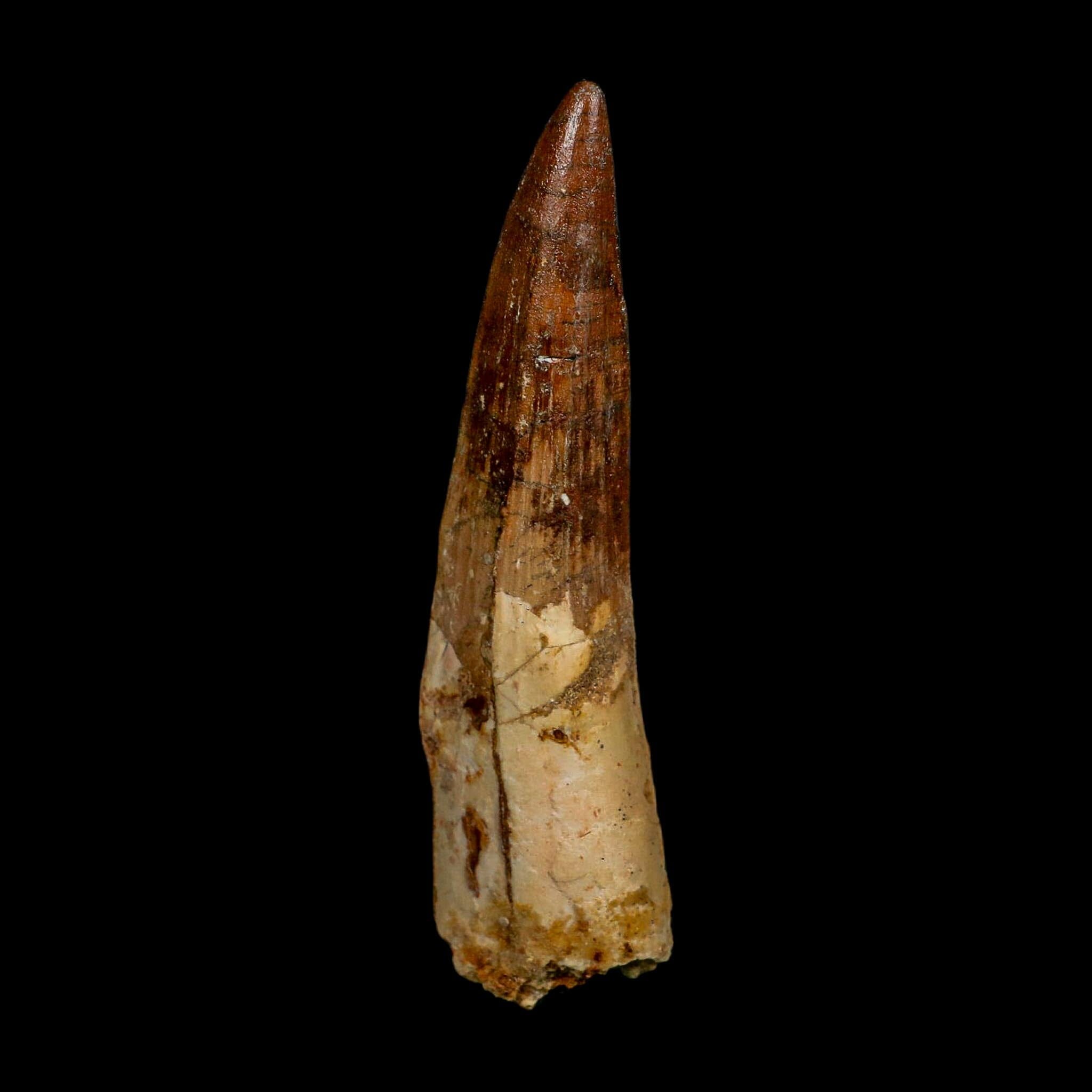 XL 4" Spinosaurus Fossil Tooth 100 Million Years Old Cretaceous Dinosaur COA