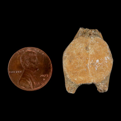 1.1" Mosasaur Fossil Vertebrae Bone Upper Cretaceous Dinosaur Era Morocco COA - Fossil Age Minerals