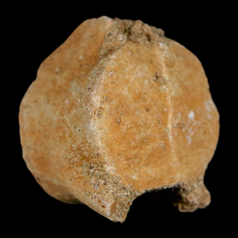 1.1" Mosasaur Fossil Vertebrae Bone Upper Cretaceous Dinosaur Era Morocco COA - Fossil Age Minerals