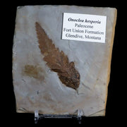 2.8" Onoclea Hesperia Fossil Plant Leaf Paleocene Age Fort Union FM Glendive MT Stand