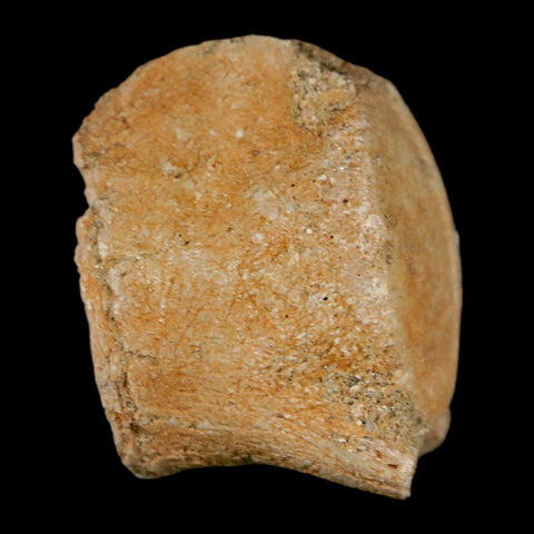 1.1" Mosasaur Fossil Vertebrae Bone Upper Cretaceous Dinosaur Era Morocco COA - Fossil Age Minerals