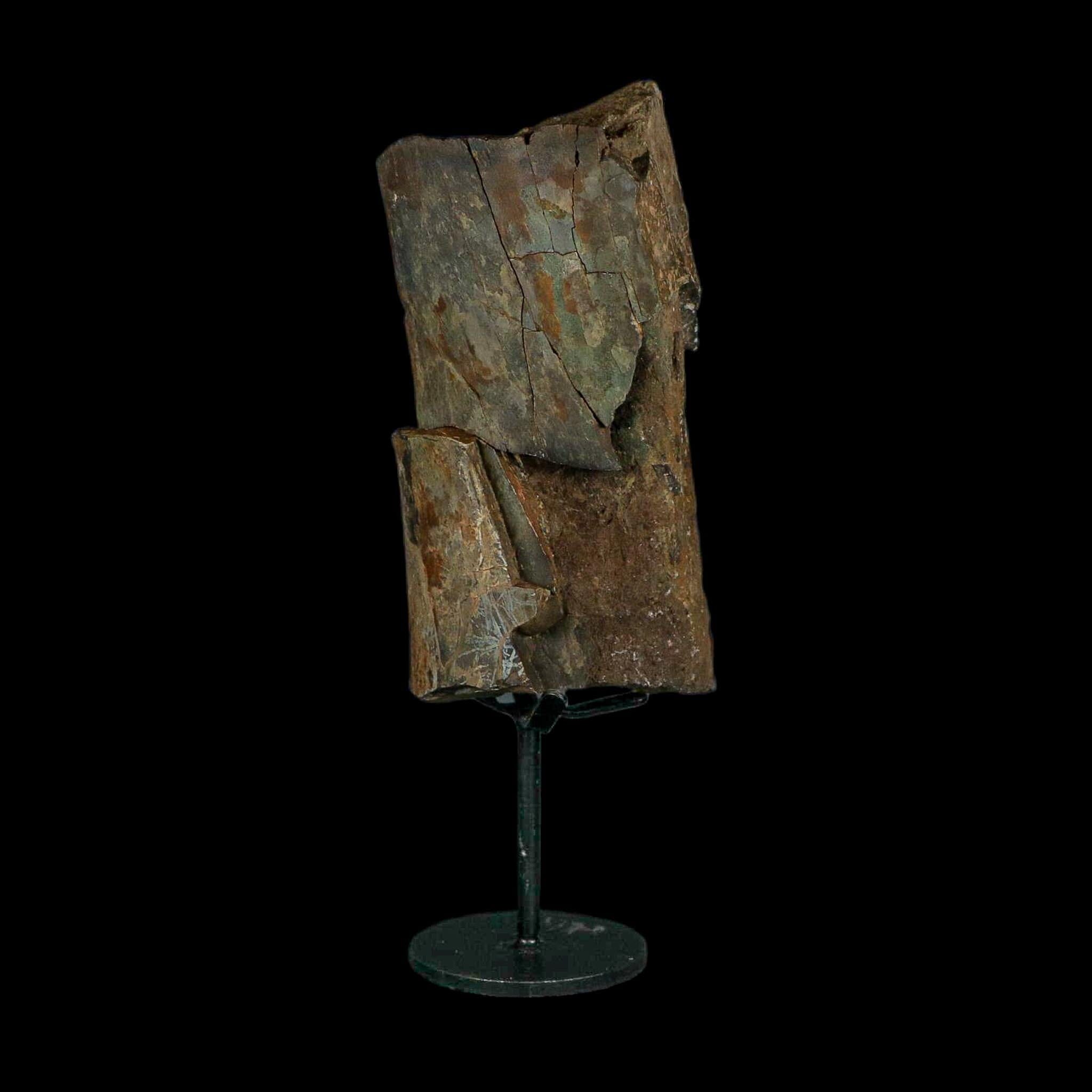 5.1" Allosaurus Fossil Ulna Bone Morrison FM Colorado Jurassic Dinosaur COA Stand - Fossil Age Minerals