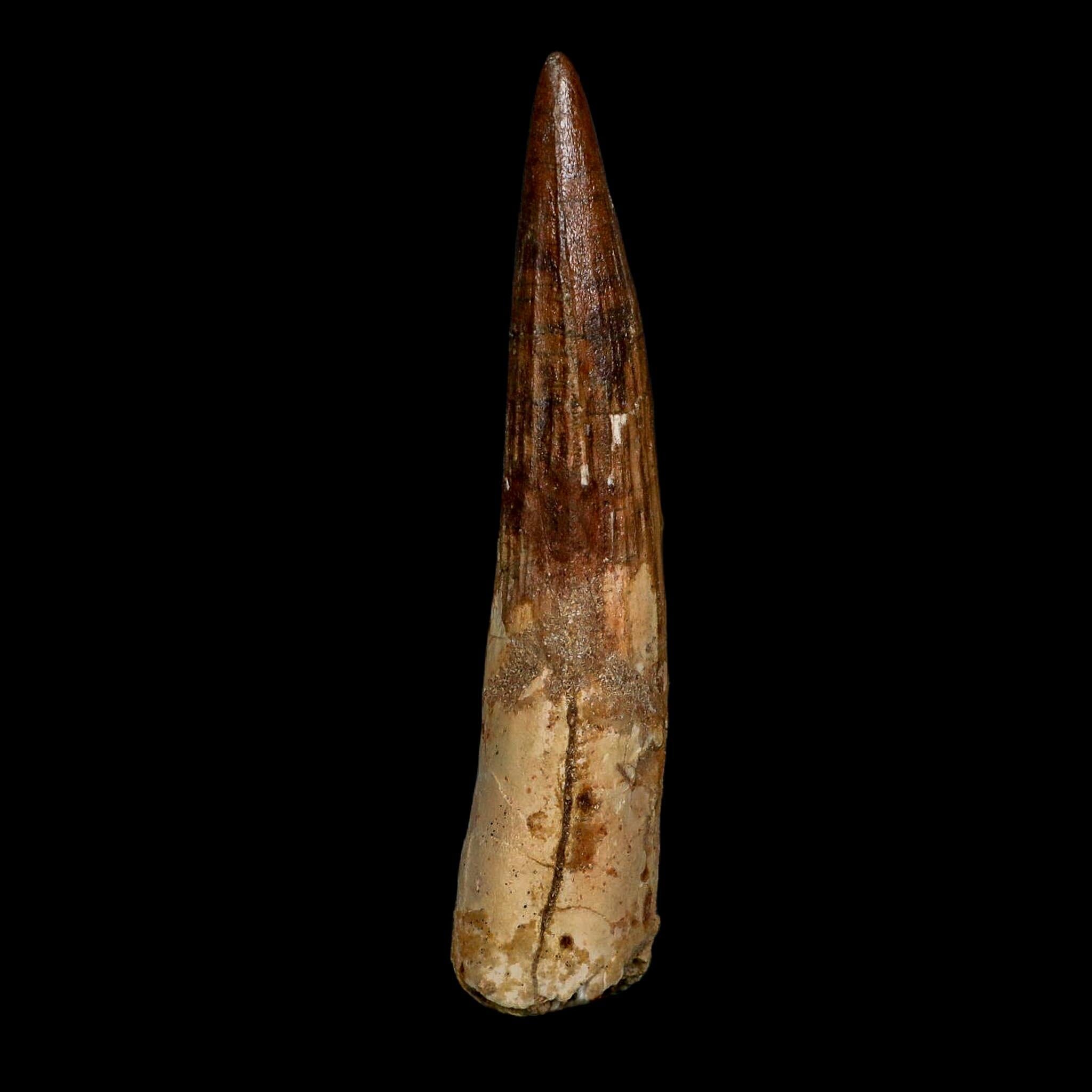 XL 4" Spinosaurus Fossil Tooth 100 Million Years Old Cretaceous Dinosaur COA