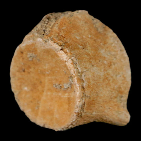 1.1" Mosasaur Fossil Vertebrae Bone Upper Cretaceous Dinosaur Era Morocco COA - Fossil Age Minerals