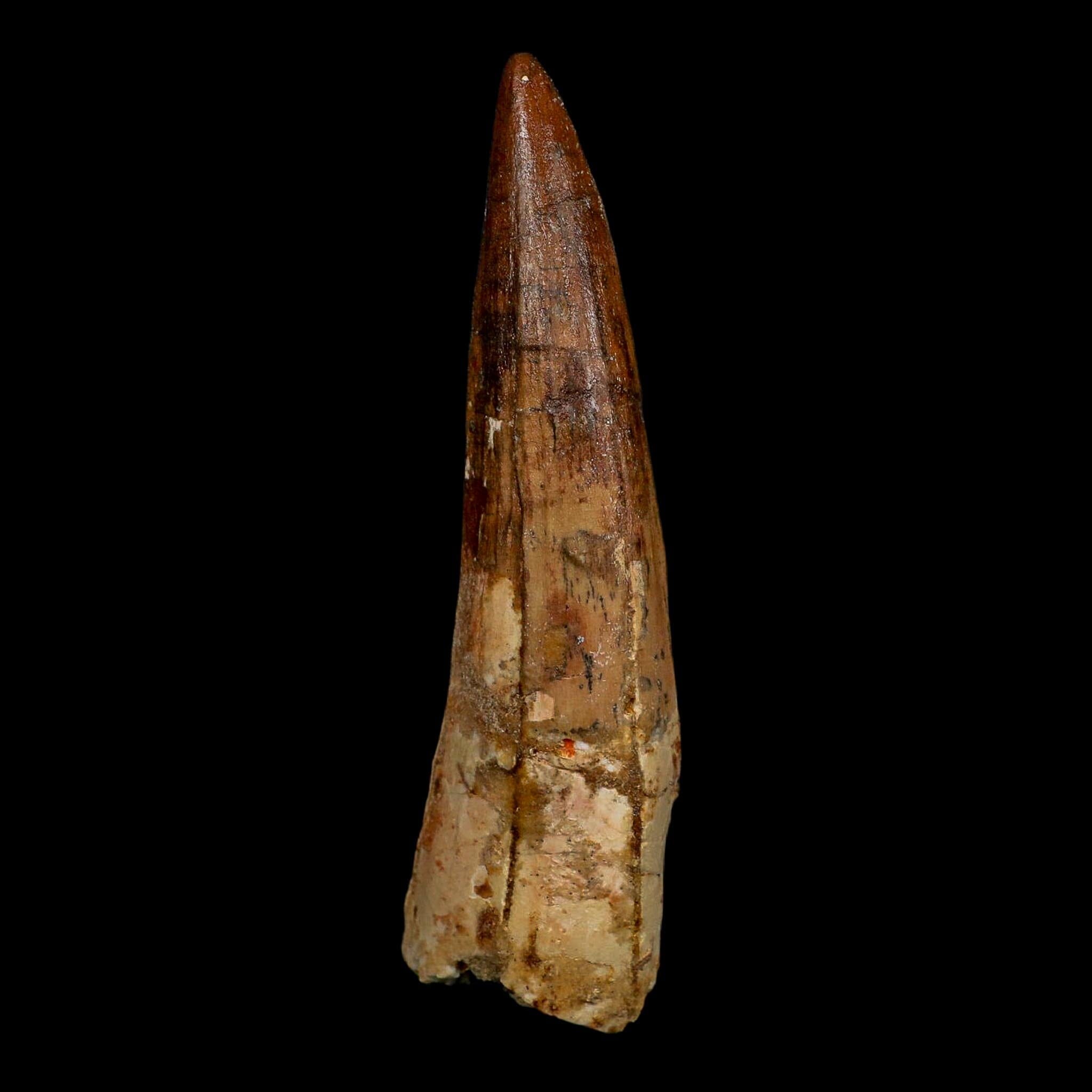 XL 4" Spinosaurus Fossil Tooth 100 Million Years Old Cretaceous Dinosaur COA