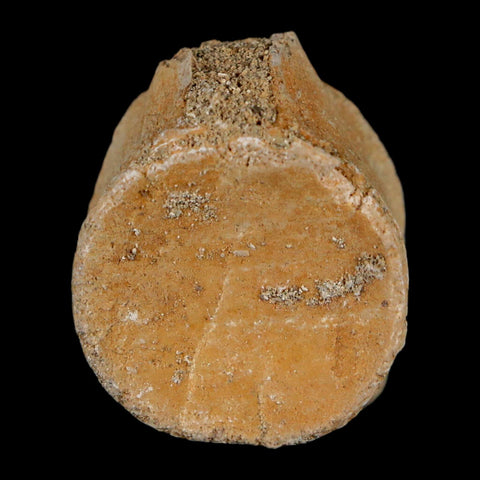 1.1" Mosasaur Fossil Vertebrae Bone Upper Cretaceous Dinosaur Era Morocco COA - Fossil Age Minerals