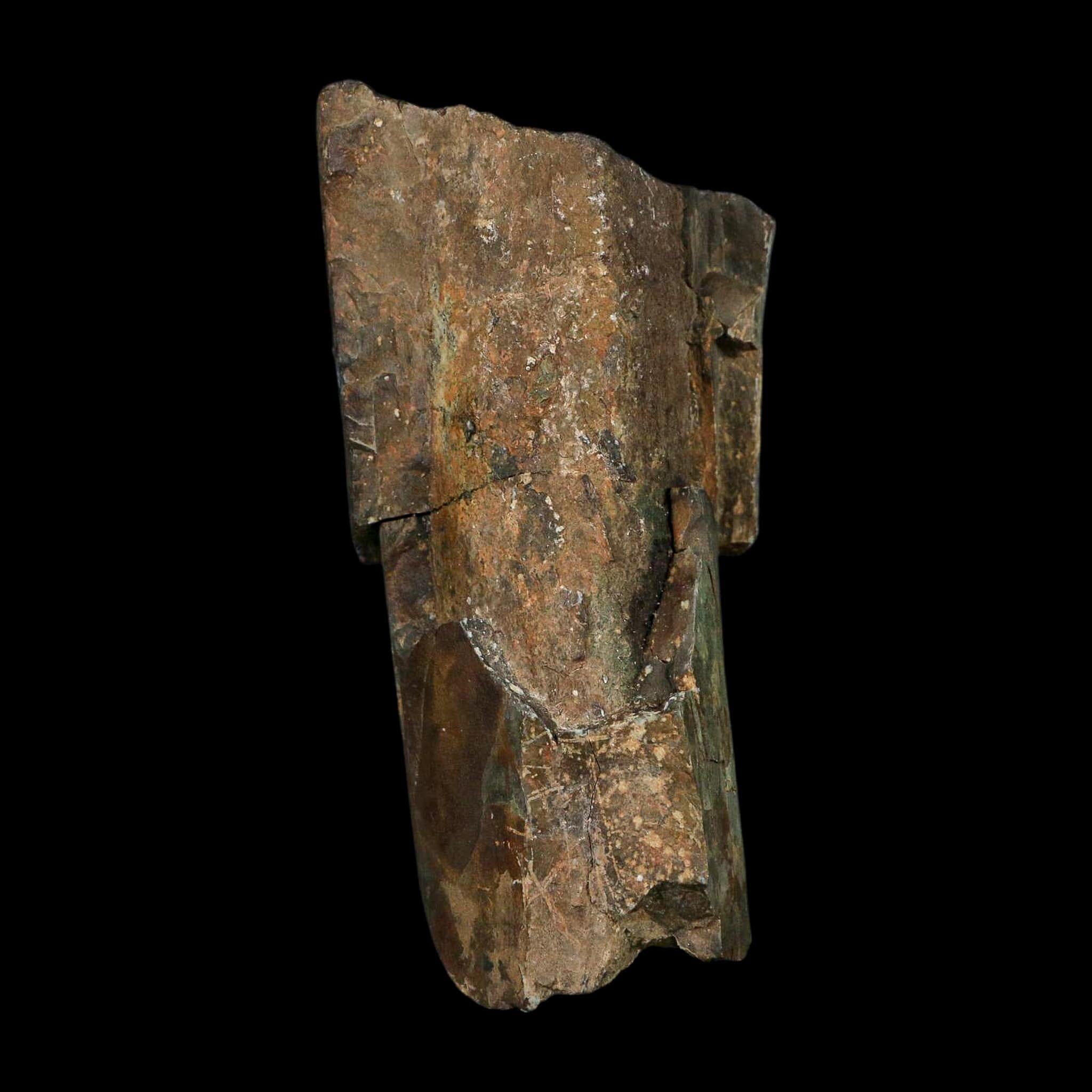 5.1" Allosaurus Fossil Ulna Bone Morrison FM Colorado Jurassic Dinosaur COA Stand - Fossil Age Minerals