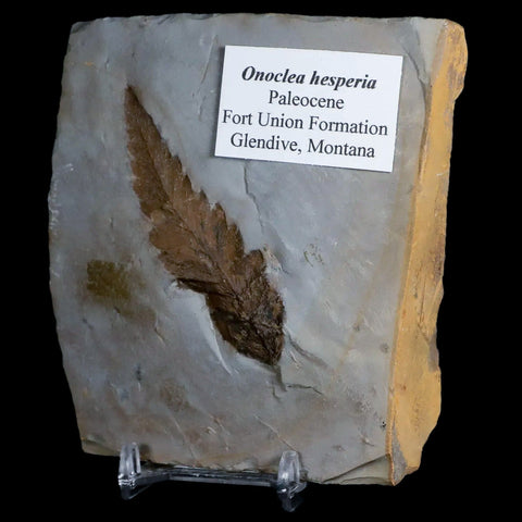 2.8" Onoclea Hesperia Fossil Plant Leaf Paleocene Age Fort Union FM Glendive MT Stand - Fossil Age Minerals