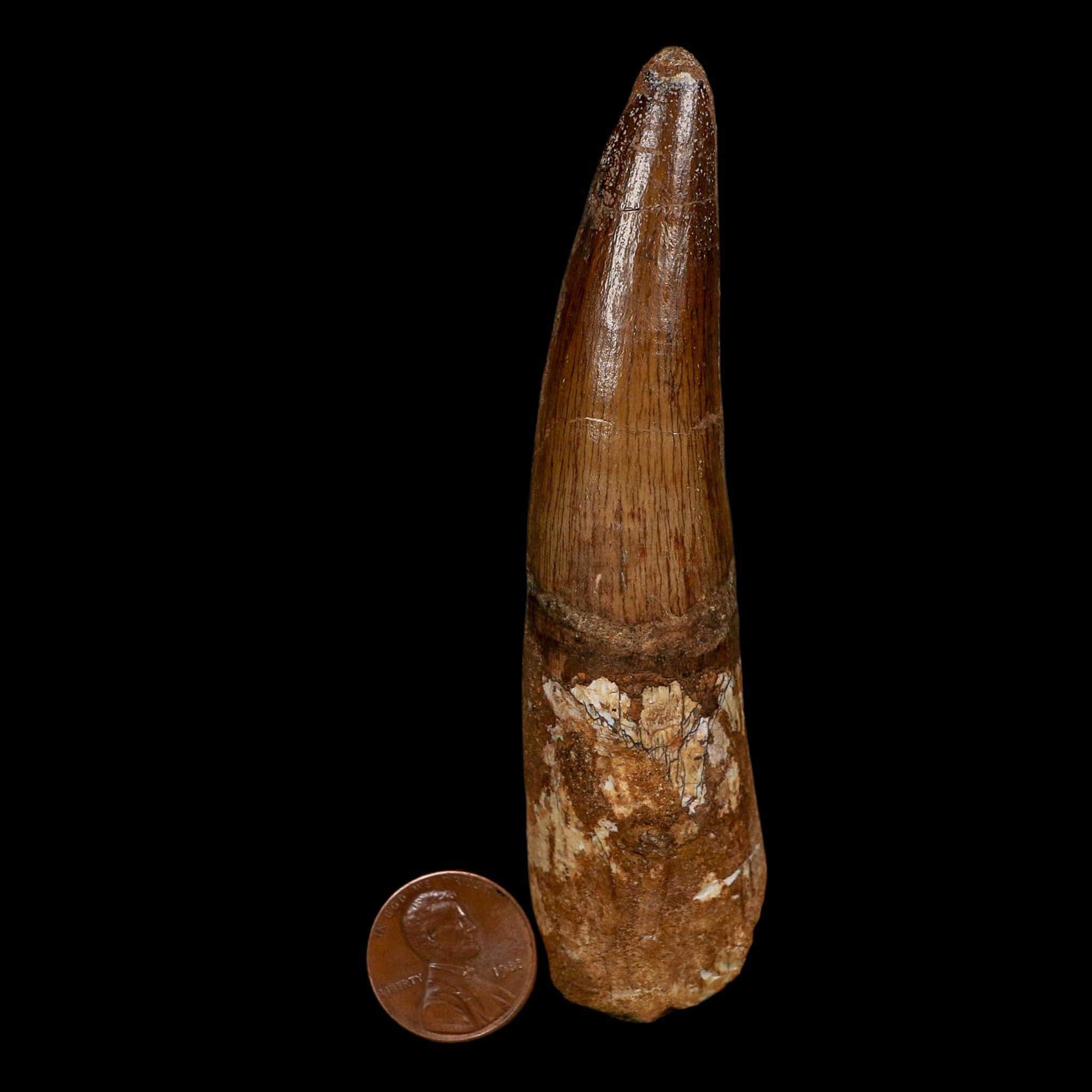 XL 4.1" Spinosaurus Fossil Tooth 100 Million Years Old Cretaceous Dinosaur COA