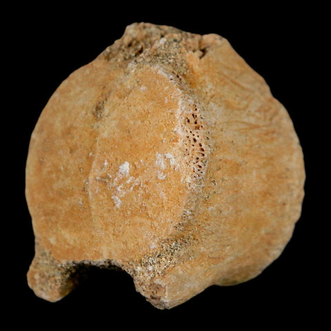 1.1" Mosasaur Fossil Vertebrae Bone Upper Cretaceous Dinosaur Era Morocco COA - Fossil Age Minerals