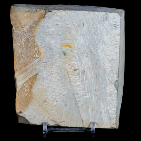 2.8" Onoclea Hesperia Fossil Plant Leaf Paleocene Age Fort Union FM Glendive MT Stand - Fossil Age Minerals