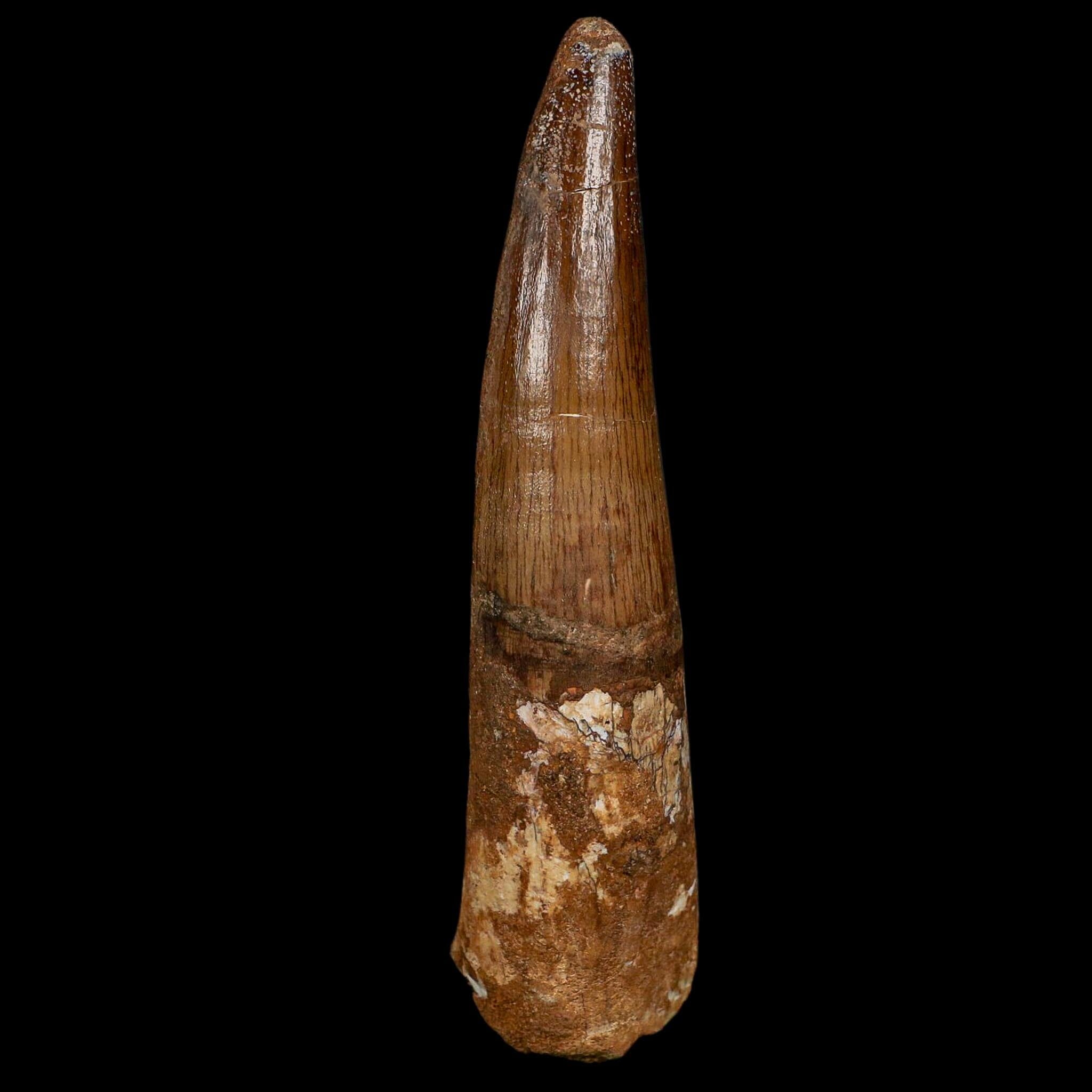 XL 4.1" Spinosaurus Fossil Tooth 100 Million Years Old Cretaceous Dinosaur COA