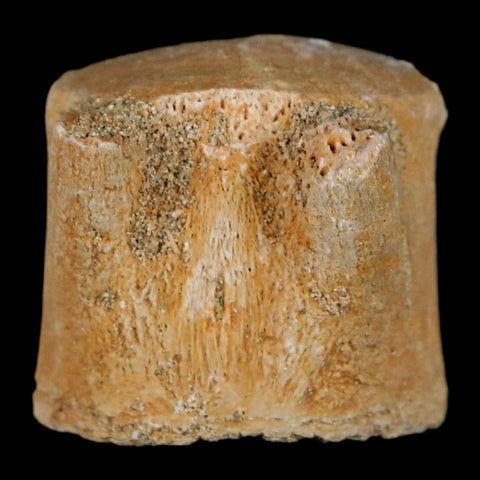 1.1" Mosasaur Fossil Vertebrae Bone Upper Cretaceous Dinosaur Era Morocco COA - Fossil Age Minerals