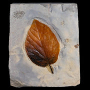 2.4" Celtis Aspera Hackberry Fossil Plant Leaf Fort Union Glendive MT Paleocene Age
