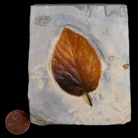 2.4" Celtis Aspera Hackberry Fossil Plant Leaf Fort Union Glendive MT Paleocene Age - Fossil Age Minerals