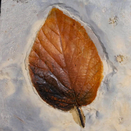 2.4" Celtis Aspera Hackberry Fossil Plant Leaf Fort Union Glendive MT Paleocene Age