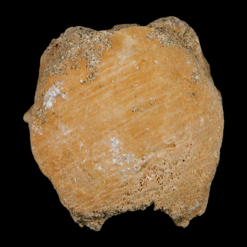 1.2" Mosasaur Fossil Vertebrae Bone Upper Cretaceous Dinosaur Era Morocco COA - Fossil Age Minerals