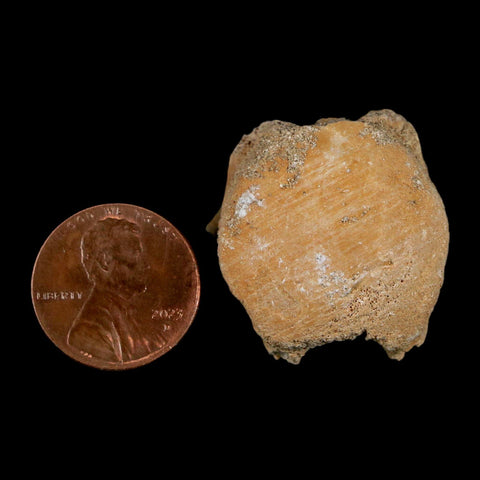 1.2" Mosasaur Fossil Vertebrae Bone Upper Cretaceous Dinosaur Era Morocco COA - Fossil Age Minerals