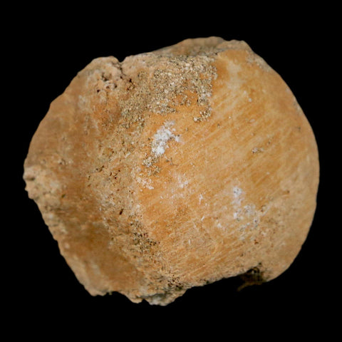 1.2" Mosasaur Fossil Vertebrae Bone Upper Cretaceous Dinosaur Era Morocco COA - Fossil Age Minerals