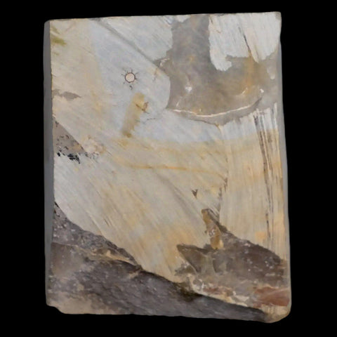 2.4" Celtis Aspera Hackberry Fossil Plant Leaf Fort Union Glendive MT Paleocene Age - Fossil Age Minerals