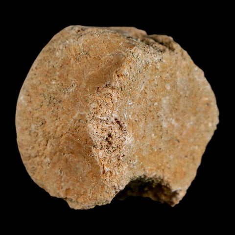 1.2" Mosasaur Fossil Vertebrae Bone Upper Cretaceous Dinosaur Era Morocco COA - Fossil Age Minerals