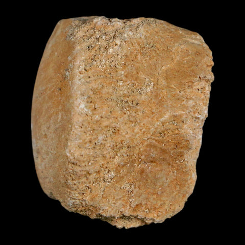 1.2" Mosasaur Fossil Vertebrae Bone Upper Cretaceous Dinosaur Era Morocco COA - Fossil Age Minerals