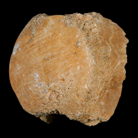 1.2" Mosasaur Fossil Vertebrae Bone Upper Cretaceous Dinosaur Era Morocco COA - Fossil Age Minerals