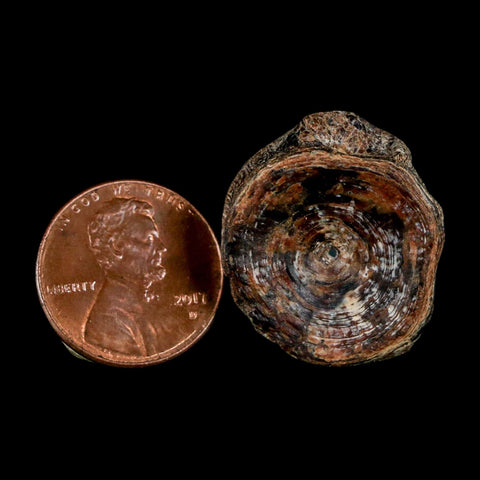 23MM Fossil Fish Vertebrae Cretaceous Dinosaur Era Ozan Formation Texas - Fossil Age Minerals