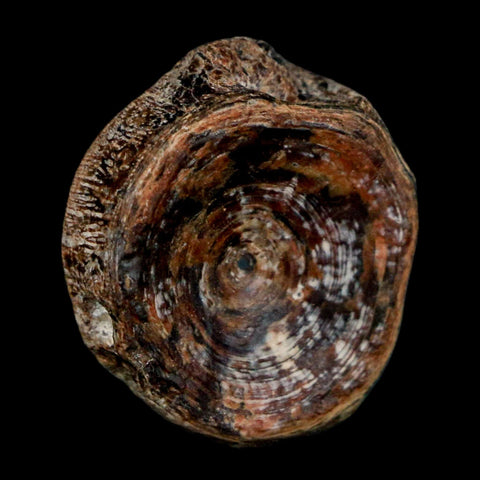 23MM Fossil Fish Vertebrae Cretaceous Dinosaur Era Ozan Formation Texas - Fossil Age Minerals