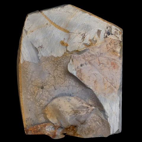 1.9" Zizyphoides Flabellum Fossil Plant Leaf Fort Union Glendive MT Paleocene Age - Fossil Age Minerals