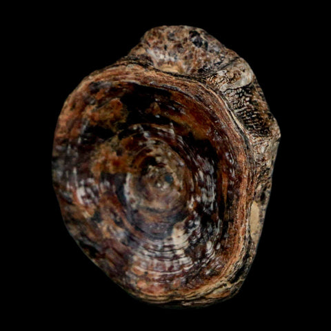 23MM Fossil Fish Vertebrae Cretaceous Dinosaur Era Ozan Formation Texas - Fossil Age Minerals