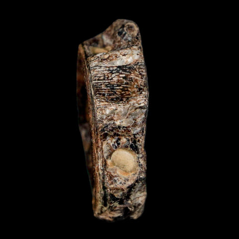 23MM Fossil Fish Vertebrae Cretaceous Dinosaur Era Ozan Formation Texas - Fossil Age Minerals