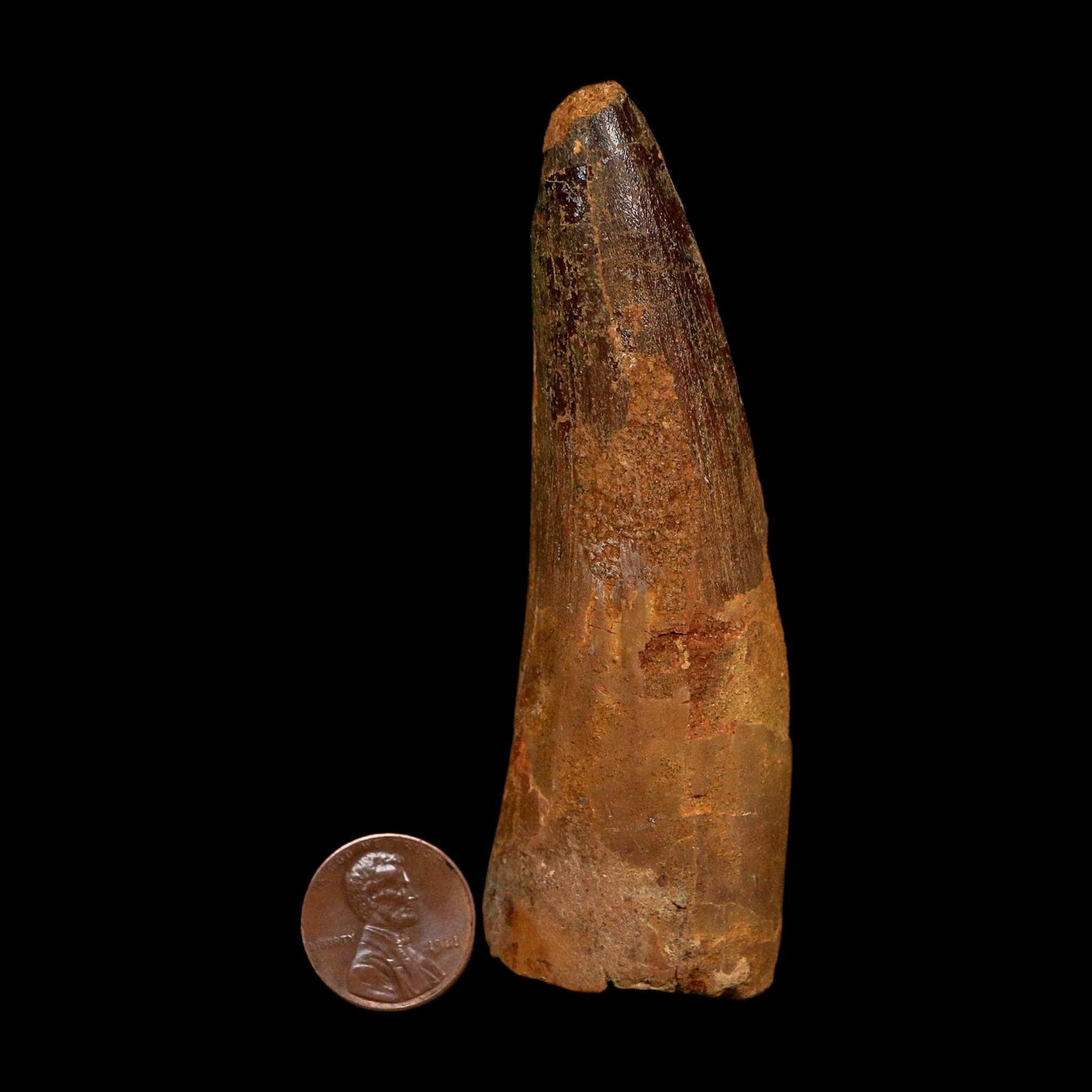 XL 3.8" Spinosaurus Fossil Tooth 100 Million Years Old Cretaceous Dinosaur COA
