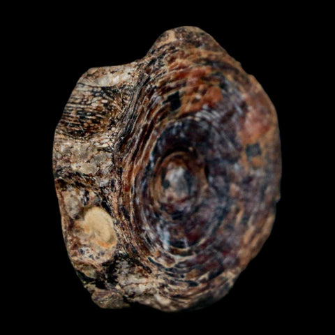 23MM Fossil Fish Vertebrae Cretaceous Dinosaur Era Ozan Formation Texas - Fossil Age Minerals