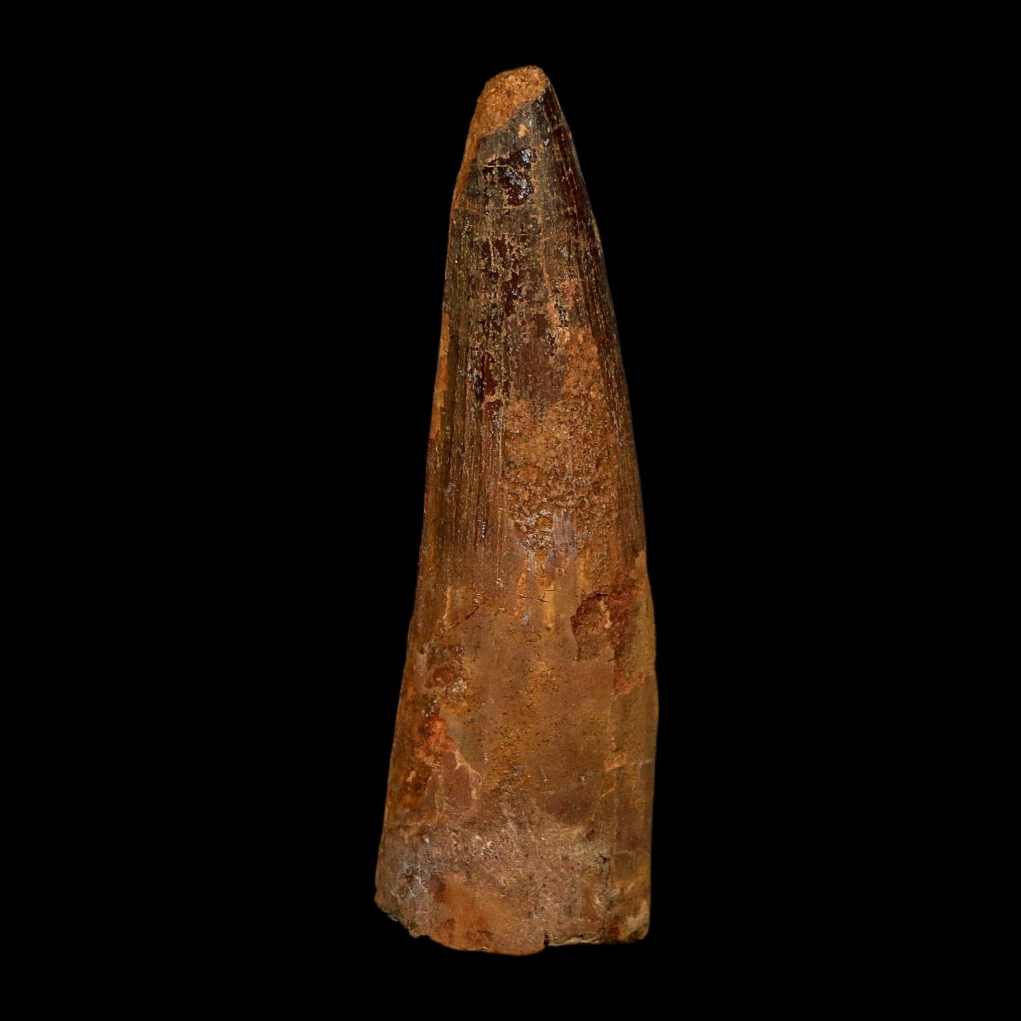 XL 3.8" Spinosaurus Fossil Tooth 100 Million Years Old Cretaceous Dinosaur COA