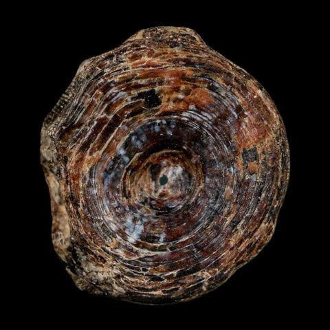 23MM Fossil Fish Vertebrae Cretaceous Dinosaur Era Ozan Formation Texas - Fossil Age Minerals