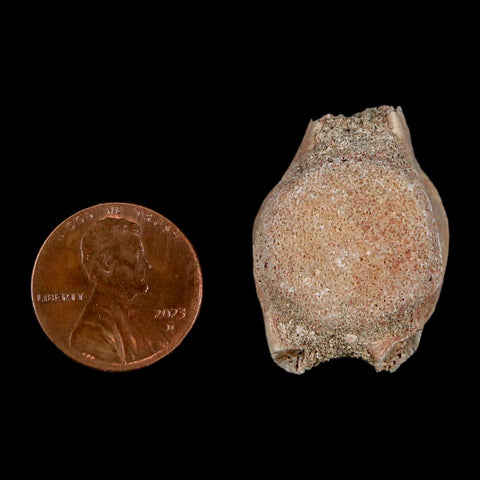 1.2" Mosasaur Fossil Vertebrae Bone Upper Cretaceous Dinosaur Era Morocco COA - Fossil Age Minerals